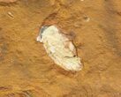 Fossil Seed From North Dakota - Paleocene #65830-1